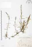 中文名:玉山石竹(S075895 )學名:Dianthus pygmaeus Hayata(S075895 )