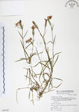 中文名:玉山石竹(S076795 )學名:Dianthus pygmaeus Hayata(S076795 )