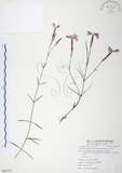 中文名:玉山石竹(S086122 )學名:Dianthus pygmaeus Hayata(S086122 )