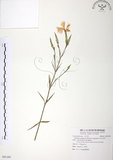 中文名:玉山石竹(S091291 )學名:Dianthus pygmaeus Hayata(S091291 )