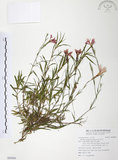 中文名:玉山石竹(S095084 )學名:Dianthus pygmaeus Hayata(S095084 )