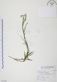 中文名:玉山石竹(S110165 )學名:Dianthus pygmaeus Hayata(S110165 )
