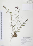 中文名:玉山石竹(S115619 )學名:Dianthus pygmaeus Hayata(S115619 )
