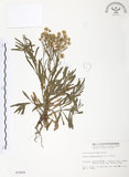 中文名:美洲假蓬(S003459 )學名:Conyza bonariensis (L.) Cronq. (S003459 )中文別名:野塘蒿