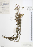 中文名:美洲假蓬 (S039374 )學名:Conyza bonariensis (L.) Cronq. (S039374 )中文別名:野塘蒿