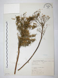 中文名:野塘蒿 (S073778 )學名:Erigeron bonariensis L. (S073778 )中文別名:美洲假蓬英文名:Sumatra fleabane