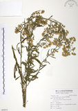 中文名:美洲假蓬 (S094955 )學名:Conyza bonariensis (L.) Cronq. (S094955 )中文別名:野塘蒿