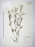 中文名:加拿大蓬(S004559)學名:Erigeron canadensis L.(S004559)