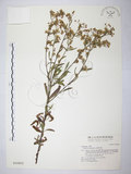 中文名:加拿大蓬(S016803)學名:Erigeron canadensis L.(S016803)