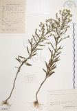 中文名:加拿大蓬(S059923)學名:Conyza canadensis (L.) Cronq.(S059923)