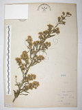 中文名:加拿大蓬(S075303)學名:Erigeron canadensis L.(S075303)