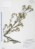 中文名:加拿大蓬(S090424)學名:Conyza canadensis (L.) Cronq.(S090424)