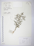 中文名:加拿大蓬(S107374)學名:Erigeron canadensis L.(S107374)