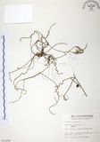 中文名:無根草(S010209)學名:Cassytha filiformis L.(S010209)英文名:Filiform Cassytha
