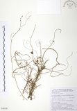 中文名:無根草(S090520)學名:Cassytha filiformis L.(S090520)英文名:Filiform Cassytha