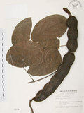 中文名:血藤(S002741 )學名:Mucuna macrocarpa Wall. (S002741 )中文別名:青山籠英文名:Rusty-leaf Mucuna