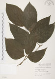 中文名:血藤(S007688 )學名:Mucuna macrocarpa Wall. (S007688 )中文別名:青山籠英文名:Rusty-leaf Mucuna