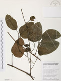 中文名:血藤(S050629 )學名:Mucuna macrocarpa Wall. (S050629 )中文別名:青山籠英文名:Rusty-leaf Mucuna