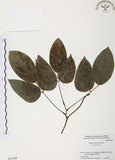 中文名:血藤(S051240 )學名:Mucuna macrocarpa Wall. (S051240 )中文別名:青山籠英文名:Rusty-leaf Mucuna