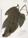 中文名:血藤(S071807 )學名:Mucuna macrocarpa Wall. (S071807 )中文別名:青山籠英文名:Rusty-leaf Mucuna