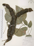 中文名:血藤(S081548 )學名:Mucuna macrocarpa Wall. (S081548 )中文別名:青山籠英文名:Rusty-leaf Mucuna