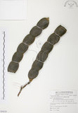 中文名:血藤(S084238 )學名:Mucuna macrocarpa Wall. (S084238 )中文別名:青山籠英文名:Rusty-leaf Mucuna