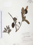 中文名:杜鵑桑寄生 (S000258 )學名:Taxillus rhododendricolus (Hayata) Chiu (S000258 )