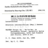 中文名:杜鵑桑寄生 (S000259 )學名:Taxillus rhododendricolus (Hayata) Chiu (S000259 )