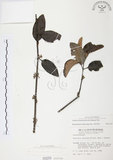 中文名:杜鵑桑寄生 (S000259 )學名:Taxillus rhododendricolus (Hayata) Chiu (S000259 )