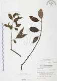 中文名:杜鵑桑寄生 (S000260 )學名:Taxillus rhododendricolus (Hayata) Chiu (S000260 )