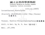 中文名:杜鵑桑寄生 (S007446 )學名:Taxillus rhododendricolus (Hayata) Chiu (S007446 )