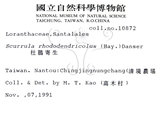 中文名:杜鵑桑寄生 (S007447 )學名:Taxillus rhododendricolus (Hayata) Chiu (S007447 )