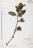 中文名:杜鵑桑寄生 (S007447 )學名:Taxillus rhododendricolus (Hayata) Chiu (S007447 )