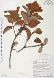 中文名:杜鵑桑寄生 (S012768 )學名:Taxillus rhododendricolus (Hayata) Chiu (S012768 )