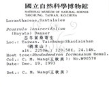 中文名:杜鵑桑寄生 (S013242 )學名:Taxillus rhododendricolus (Hayata) Chiu (S013242 )