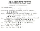 中文名:杜鵑桑寄生 (S014417 )學名:Taxillus rhododendricolus (Hayata) Chiu (S014417 )