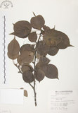 中文名:杜鵑桑寄生 (S015077 )學名:Taxillus rhododendricolus (Hayata) Chiu (S015077 )