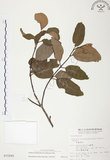 中文名:杜鵑桑寄生 (S015295 )學名:Taxillus rhododendricolus (Hayata) Chiu (S015295 )
