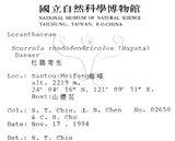 中文名:杜鵑桑寄生 (S015296 )學名:Taxillus rhododendricolus (Hayata) Chiu (S015296 )