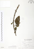 中文名:杜鵑桑寄生 (S015297 )學名:Taxillus rhododendricolus (Hayata) Chiu (S015297 )