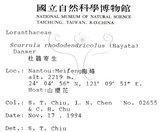 中文名:杜鵑桑寄生 (S015298 )學名:Taxillus rhododendricolus (Hayata) Chiu (S015298 )