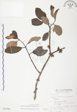 中文名:杜鵑桑寄生 (S015298 )學名:Taxillus rhododendricolus (Hayata) Chiu (S015298 )