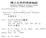 中文名:杜鵑桑寄生 (S015300 )學名:Taxillus rhododendricolus (Hayata) Chiu (S015300 )
