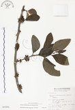 中文名:杜鵑桑寄生 (S015301 )學名:Taxillus rhododendricolus (Hayata) Chiu (S015301 )