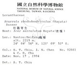 中文名:杜鵑桑寄生 (S015302 )學名:Taxillus rhododendricolus (Hayata) Chiu (S015302 )