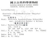 中文名:杜鵑桑寄生 (S015303 )學名:Taxillus rhododendricolus (Hayata) Chiu (S015303 )