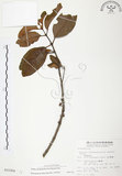 中文名:杜鵑桑寄生 (S015304 )學名:Taxillus rhododendricolus (Hayata) Chiu (S015304 )