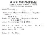 中文名:杜鵑桑寄生 (S015419 )學名:Taxillus rhododendricolus (Hayata) Chiu (S015419 )