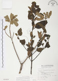 中文名:杜鵑桑寄生 (S015419 )學名:Taxillus rhododendricolus (Hayata) Chiu (S015419 )