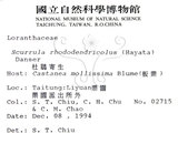 中文名:杜鵑桑寄生 (S015421 )學名:Taxillus rhododendricolus (Hayata) Chiu (S015421 )